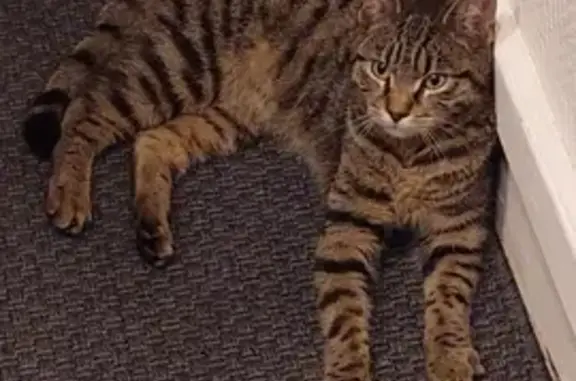Chat tigré jeune trouvé à Le Blanc-Mesnil - photo