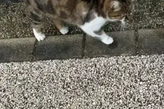 Chat retrouvé à Brunstatt - photo