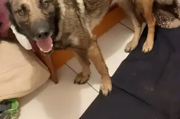 Chien Malinois trouvé à Tassin - photo