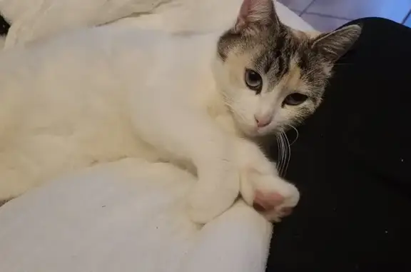Chatte douce trouvée à La Névoire - photo
