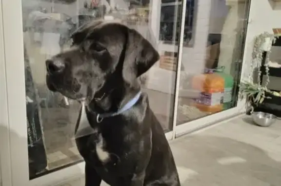 Labrador croisé perdu à Montreuil - photo