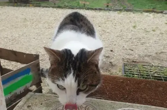 Chat blessé et affamé trouvé - photo
