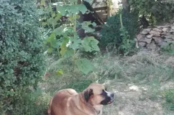 Chien perdu Villes-sur-Auzon, photo : Chien et son fils perdus