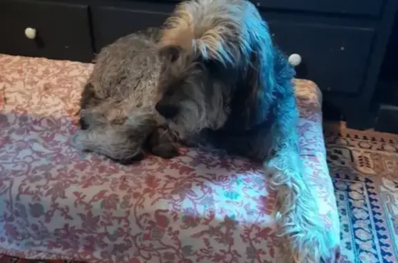 Chien trouvé , photo: Chien griffon bleu retrouvé D87