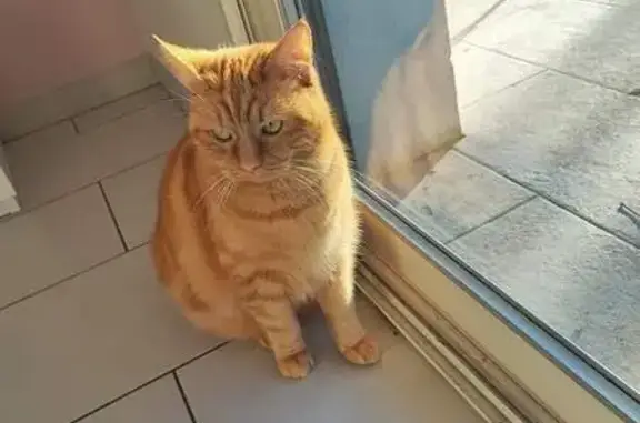 Animaux perdus , photo: Chatte Rousse Ophélia Disparue