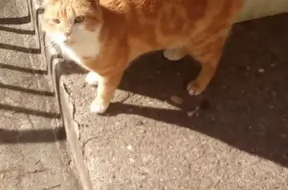 Chat roux et blanc trouvé - photo