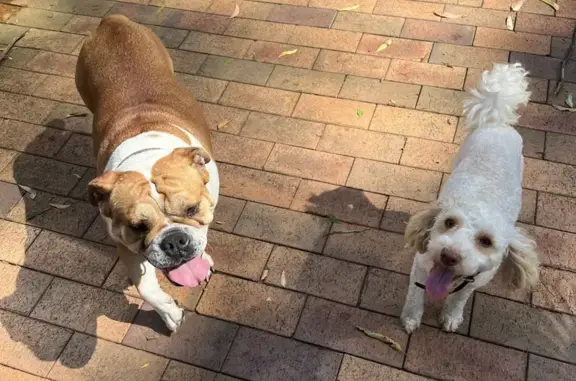 Lost Poodle & Bulldog on The Round Drive!