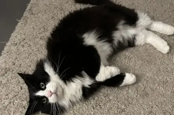 Animaux perdus Salouël, photo: 🆘 Chat Noir&Blanc Perdu 🆘