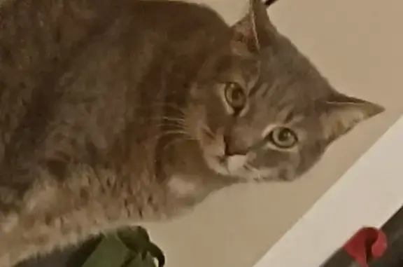Animaux perdus Viviers, photo: Chat perdu à Viviers - Aidez-nous!
