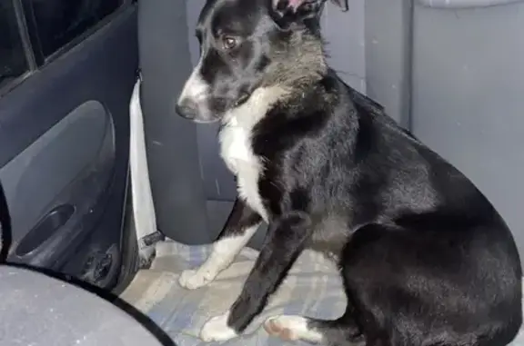 Chien perdu à Saint-Clément retrouvé - photo