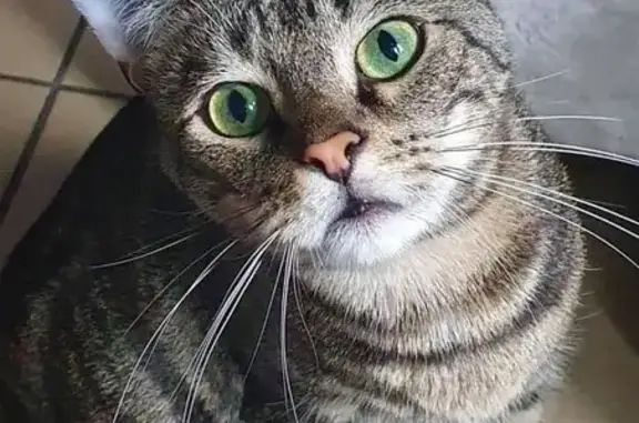 Chat perdu, Lille, photo: Chat tigré perdu à Lille