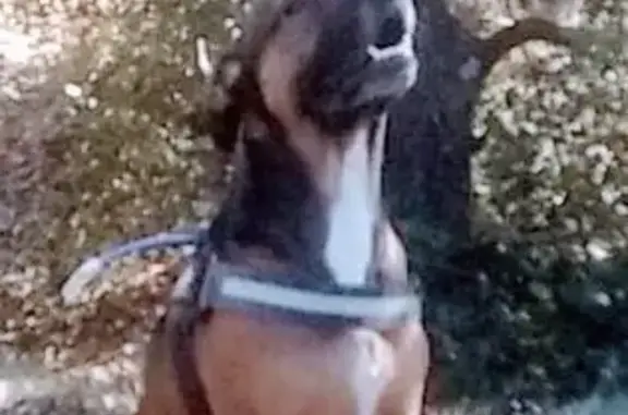 Chien mâle perdu à Albières - photo