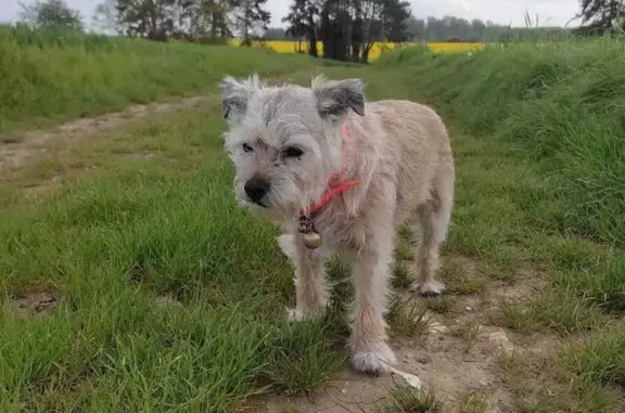Chien perdu Milly-sur-Thérain, photo : Chien sourd Cawet disparu