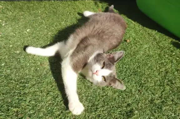 Chat perdu, Lons, photo: Chat perdu: 9 mois, doux, Lons