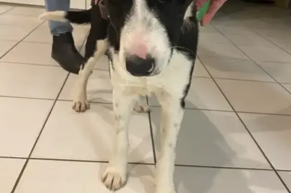 Chiot border collie retrouvé - photo