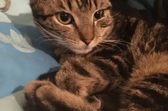 Chat mâle trouvé, queue cassée - photo