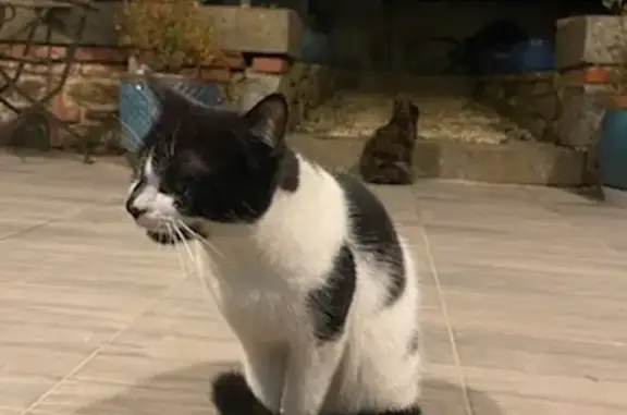 Chat noir et blanc trouvé - photo
