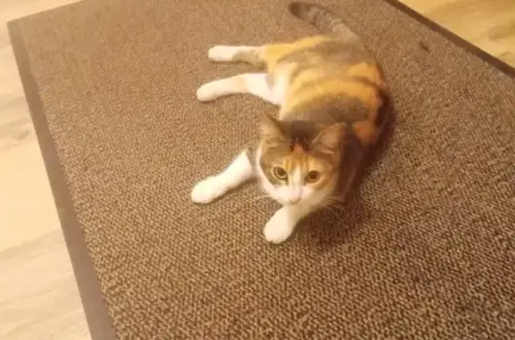 Chatte craintive trouvée à Vannes - photo