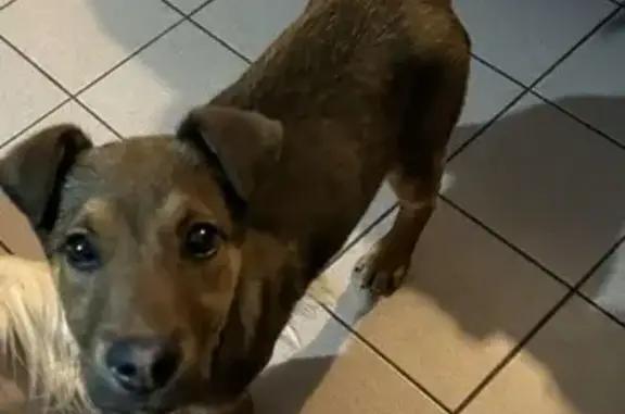 Chiot sociable trouvé à Calonne - photo