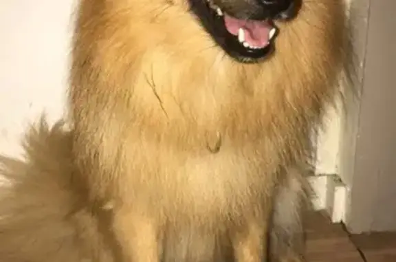 Chien perdu Trith-Saint-Léger, photo : Spitz roux perdu - YOSHI