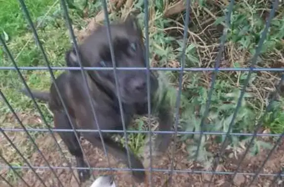 Chien blessé trouvé à Sévérac - photo