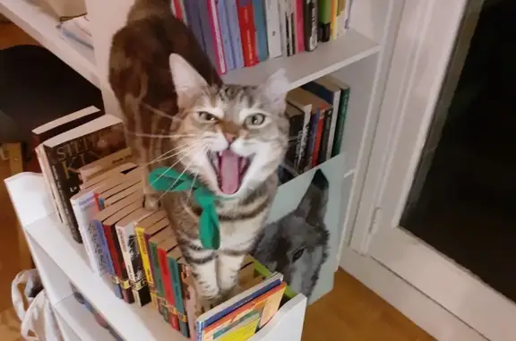 Chat perdu, Boulogne-Billancourt, photo: Chatte Tabby rousse perdue