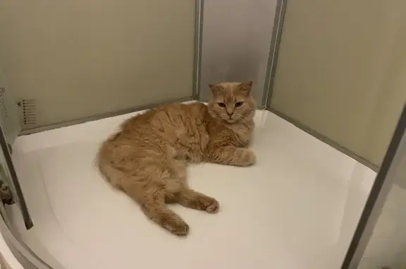 Animaux perdus Nousty, photo: Chat roux tigré perdu à Nousty