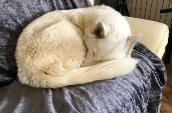Animaux perdus , photo: Laïka, Husky sourde perdue