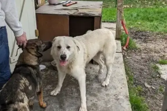 Chien trouvé Le Passage, photo: Patou des Pyrénées perdu trouvé