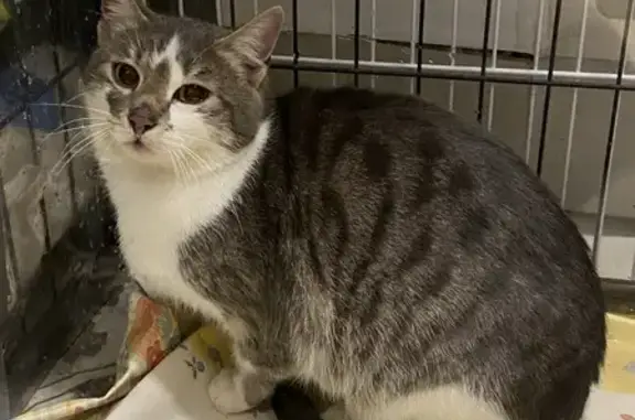 Chat trouvé Hœrdt, photo: Chat blanc-gris trouvé à Hœrdt