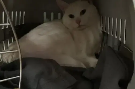 Chat blanc doux trouvé à Égly - photo