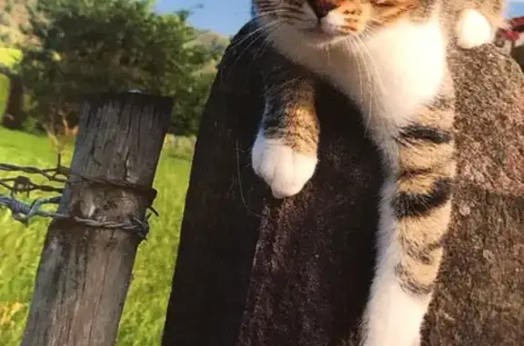 Chat perdu, Nouvelle-Aquitaine, photo: Chat Gaia disparu le 21 janvier