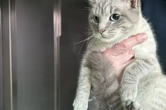 Animaux trouvés Loison-sous-Lens, photo: Chat perdu à Loison retrouvé