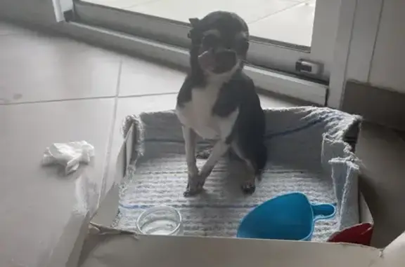 Chien trouvé Angres, photo: Chihuahua noir perdu à Angres