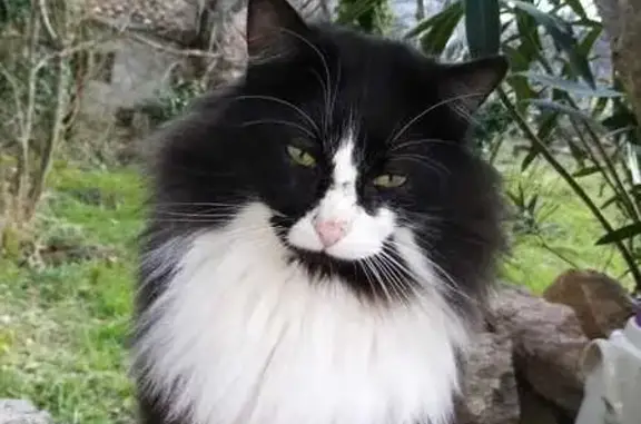 Chat retrouvé sur D789 à Arrigas - photo