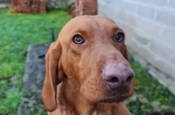 Chien roux non identifié trouvé - photo