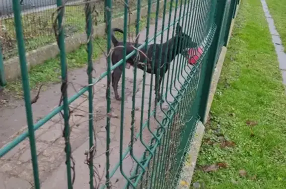 Chien errant joueur à La Sentinelle - photo