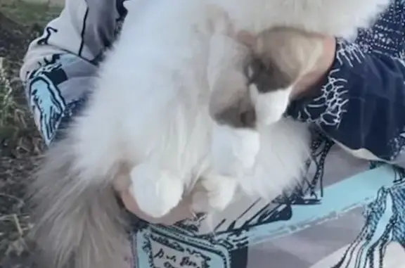 Animaux perdus Nevoy, photo: Chat Birman Ulghrid Perdu #0668336935