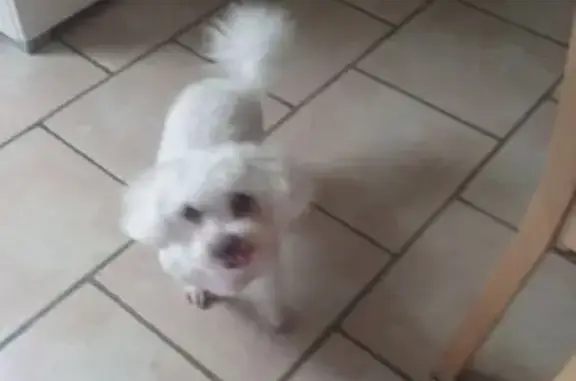 Animaux perdus Alès, photo: Mirabelle, Bichon perdu à Alès