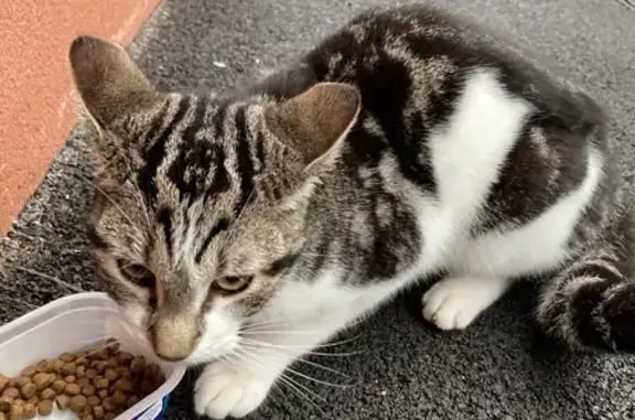 Chat maigre retrouvé à Neuville - photo
