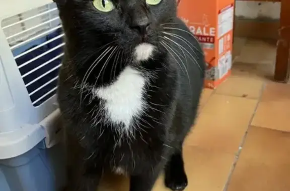 Chatte douce trouvée à Martigues - photo