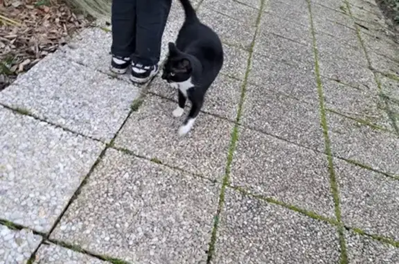 Chat perdu trouvé à Cavan - photo