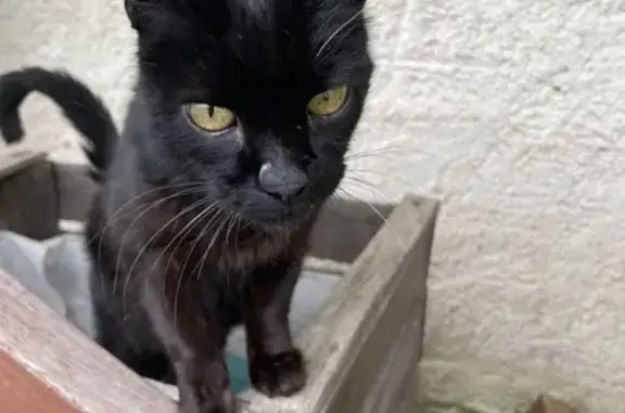 Chat trouvé Sainte-Maure-de-Touraine, photo: Chatte noire sociable trouvée D368
