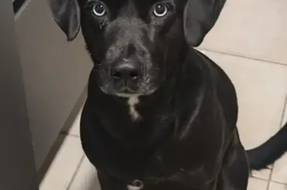 Chien perdu , photo : Chienne noire aux yeux bleus perdue