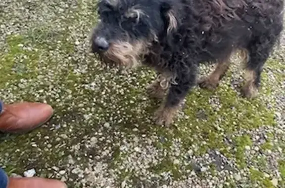 Chien trouvé à Origny-le-Sec - photo