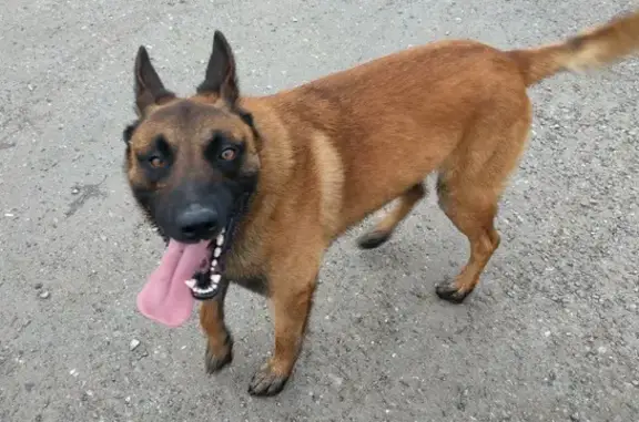 Malinois mâle perdu à Benquet - photo