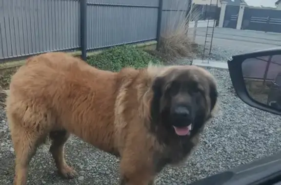 Chien sociable retrouvé à Turretot - photo