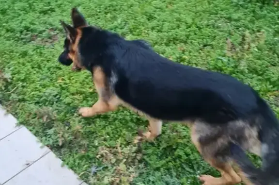 Chien berger allemand perdu - photo