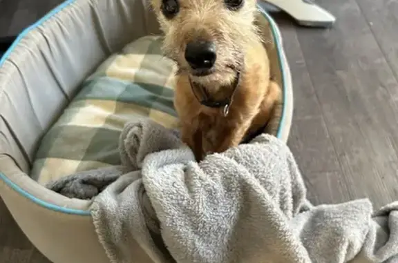 Chien marron affectueux trouvé - photo
