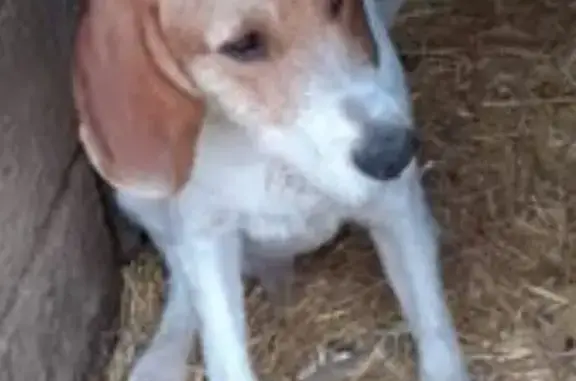 Animaux perdus , photo: Chien de chasse perdu à Peyrilles